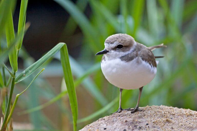 Nature: Birdwatching